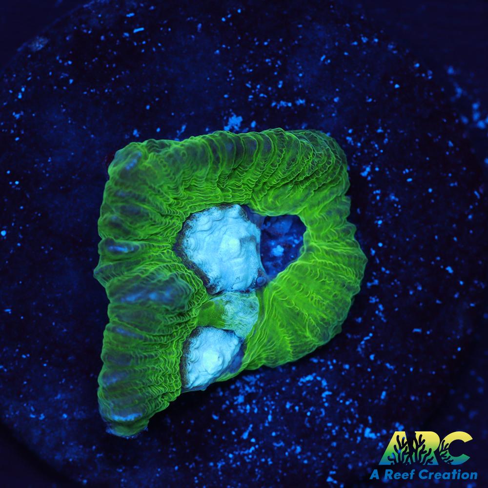 ARC Emerald Goniastrea