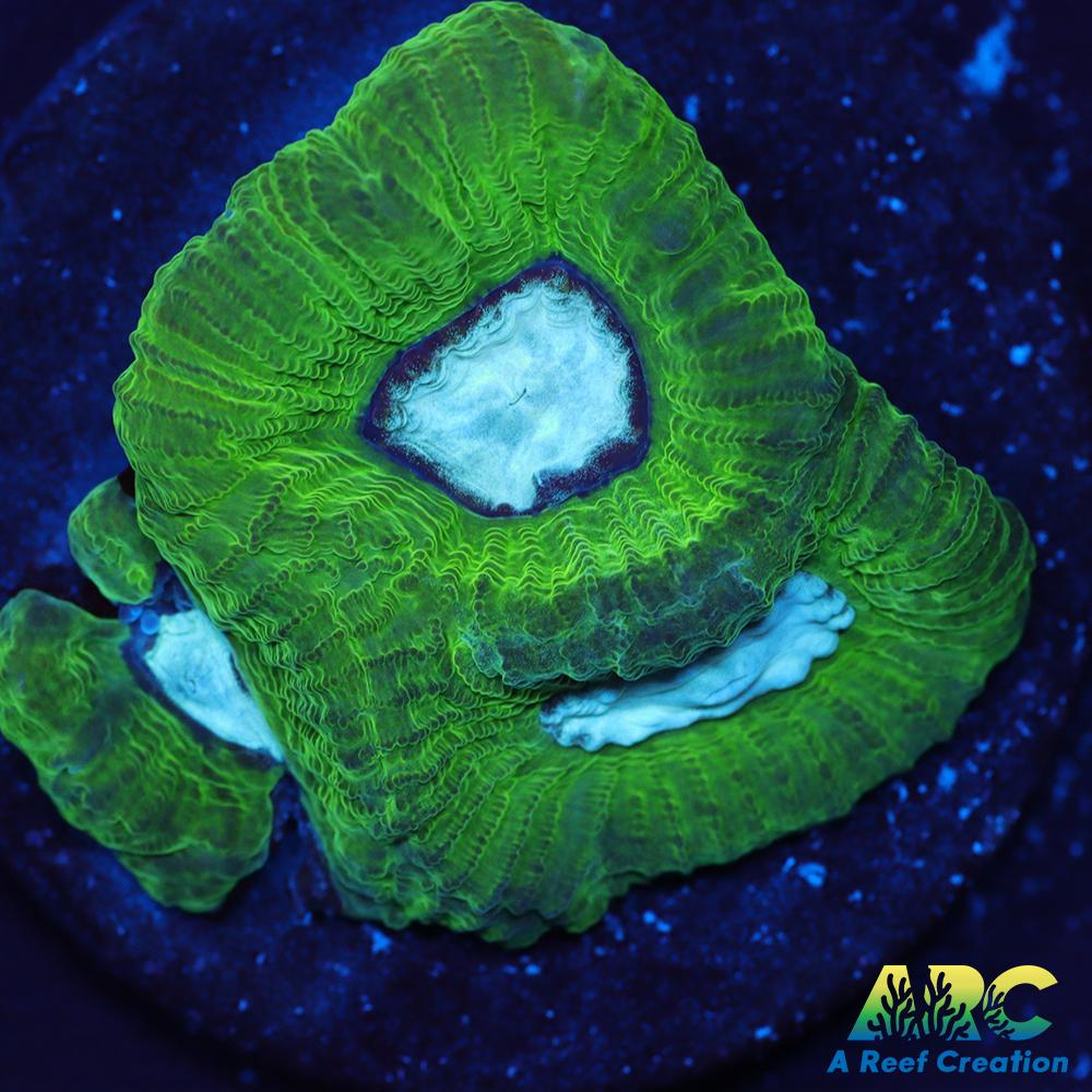 ARC Emerald Goniastrea