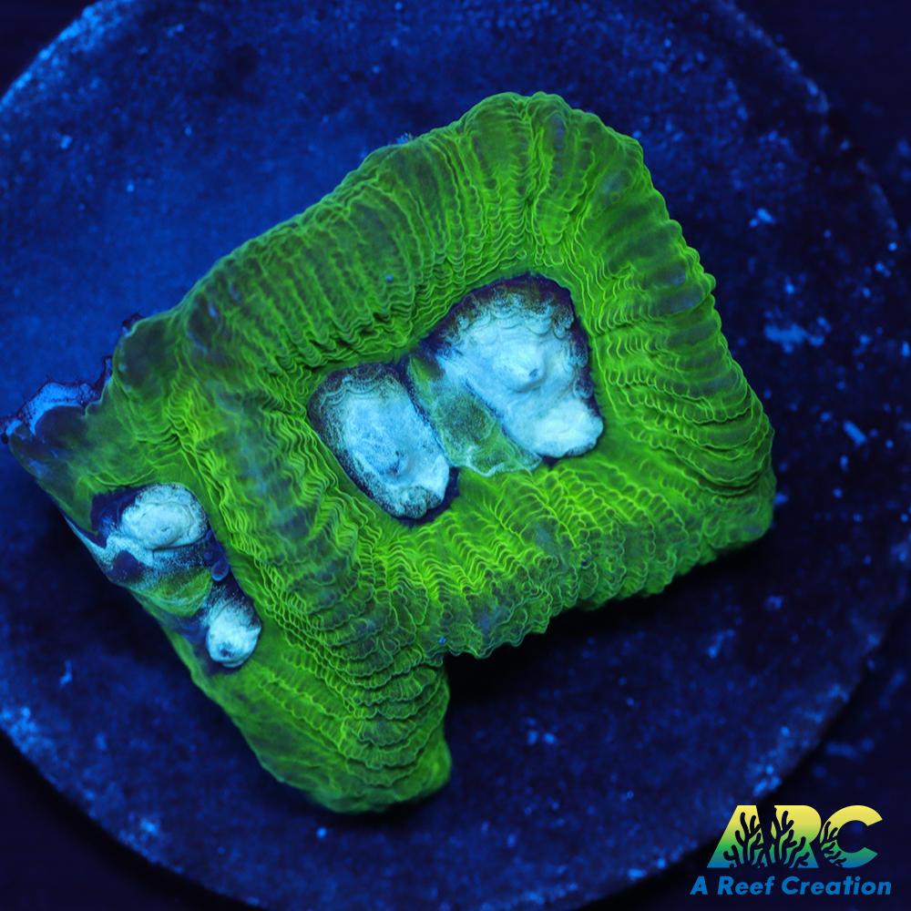 ARC Emerald Goniastrea