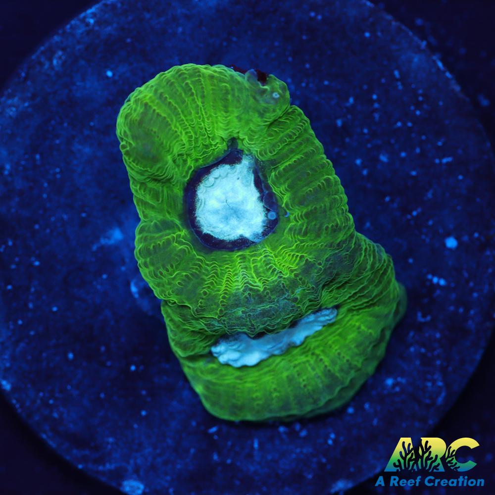 ARC Emerald Goniastrea