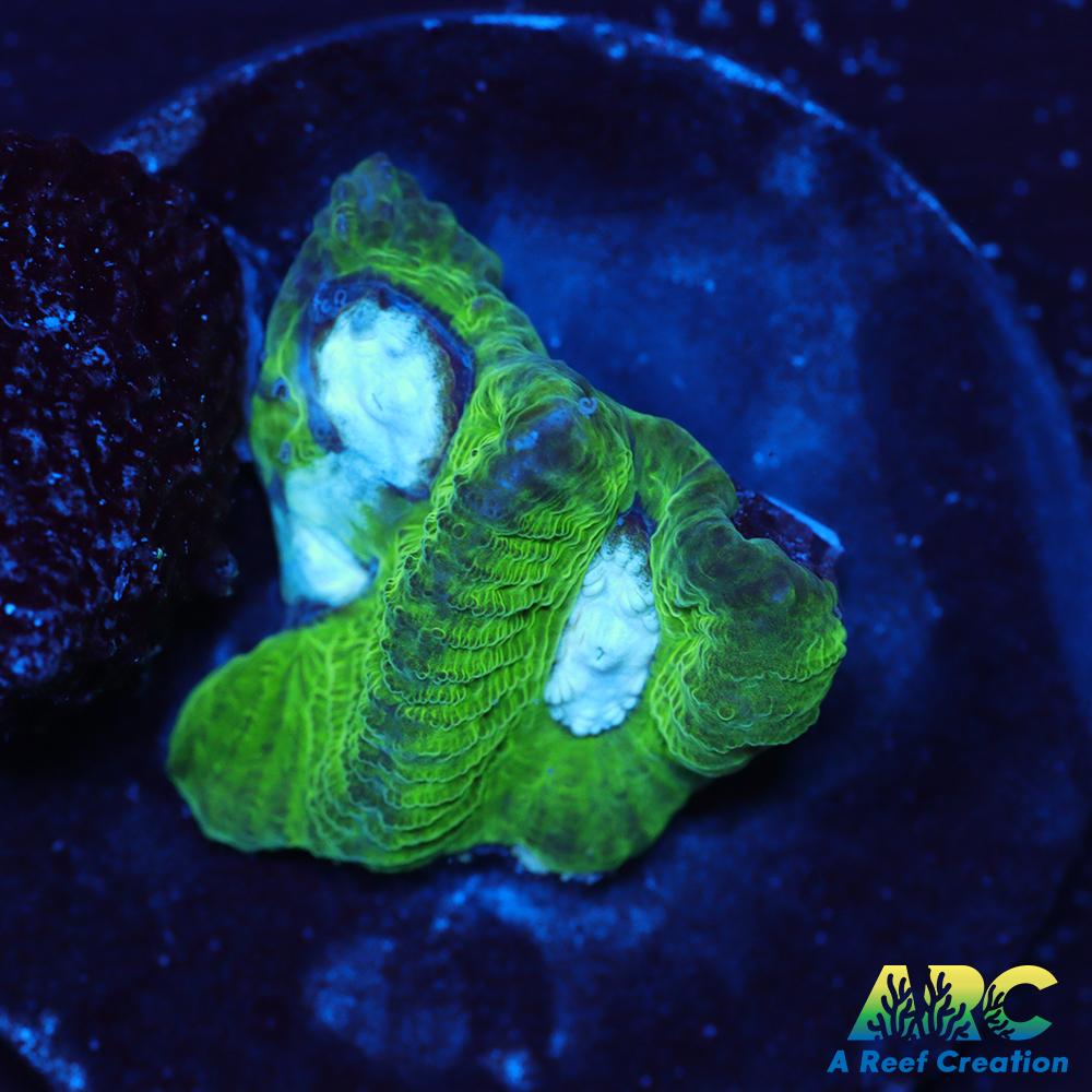 ARC Emerald Goniastrea