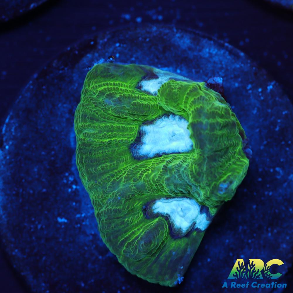 ARC Emerald Goniastrea