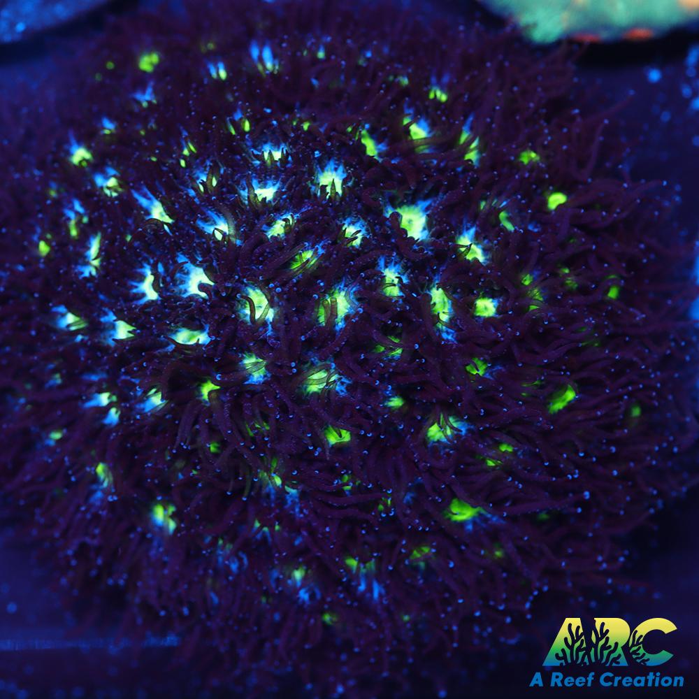 ARC Blueberry Leptastrea