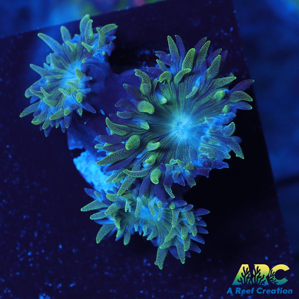 Blue and Green Duncan