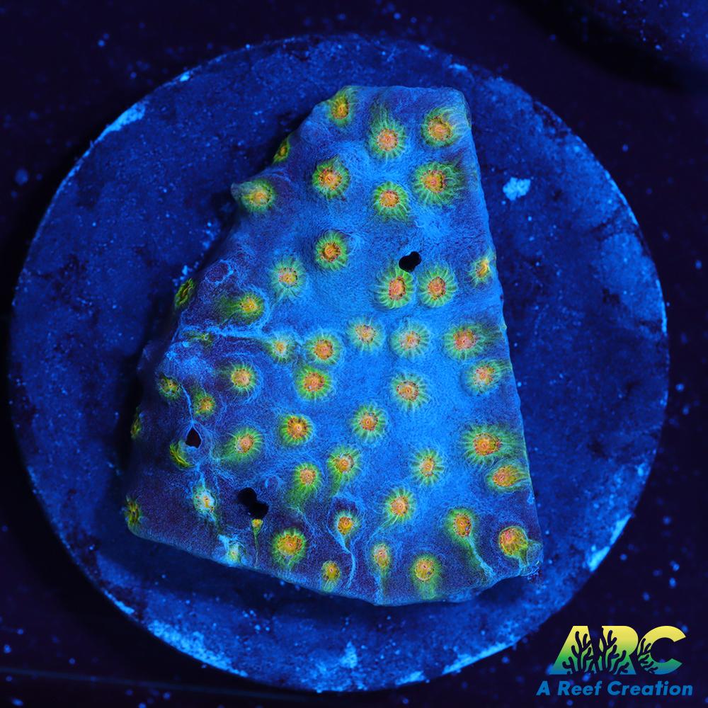 ARC Zombie Eyes Cyphastrea