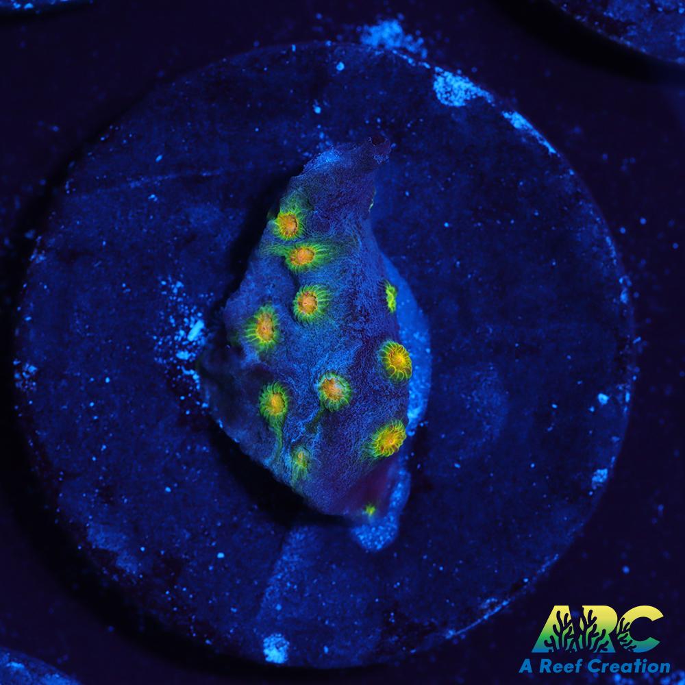 ARC Zombie Eyes Cyphastrea