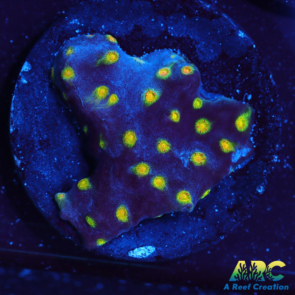 ARC Zombie Eyes Cyphastrea