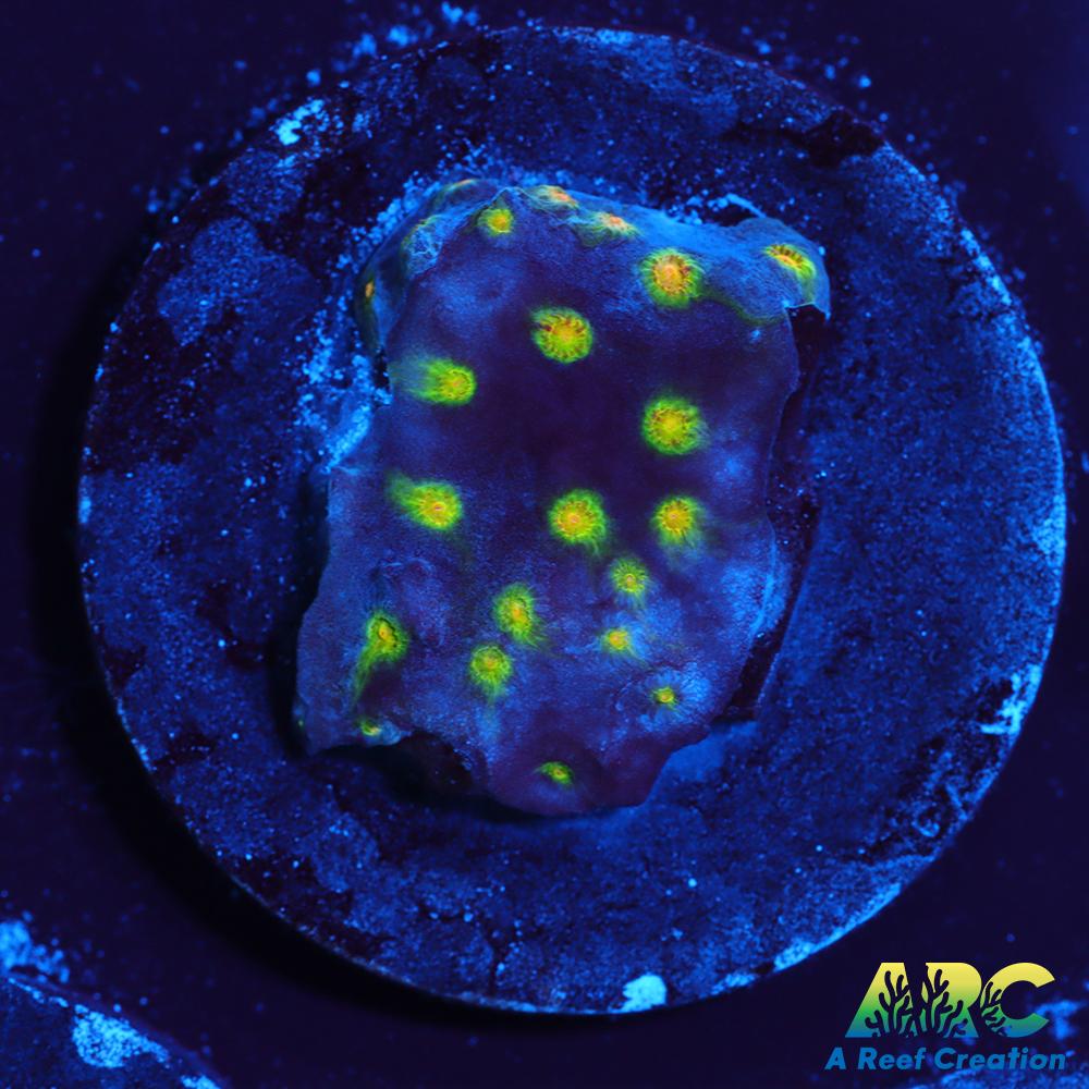 ARC Zombie Eyes Cyphastrea