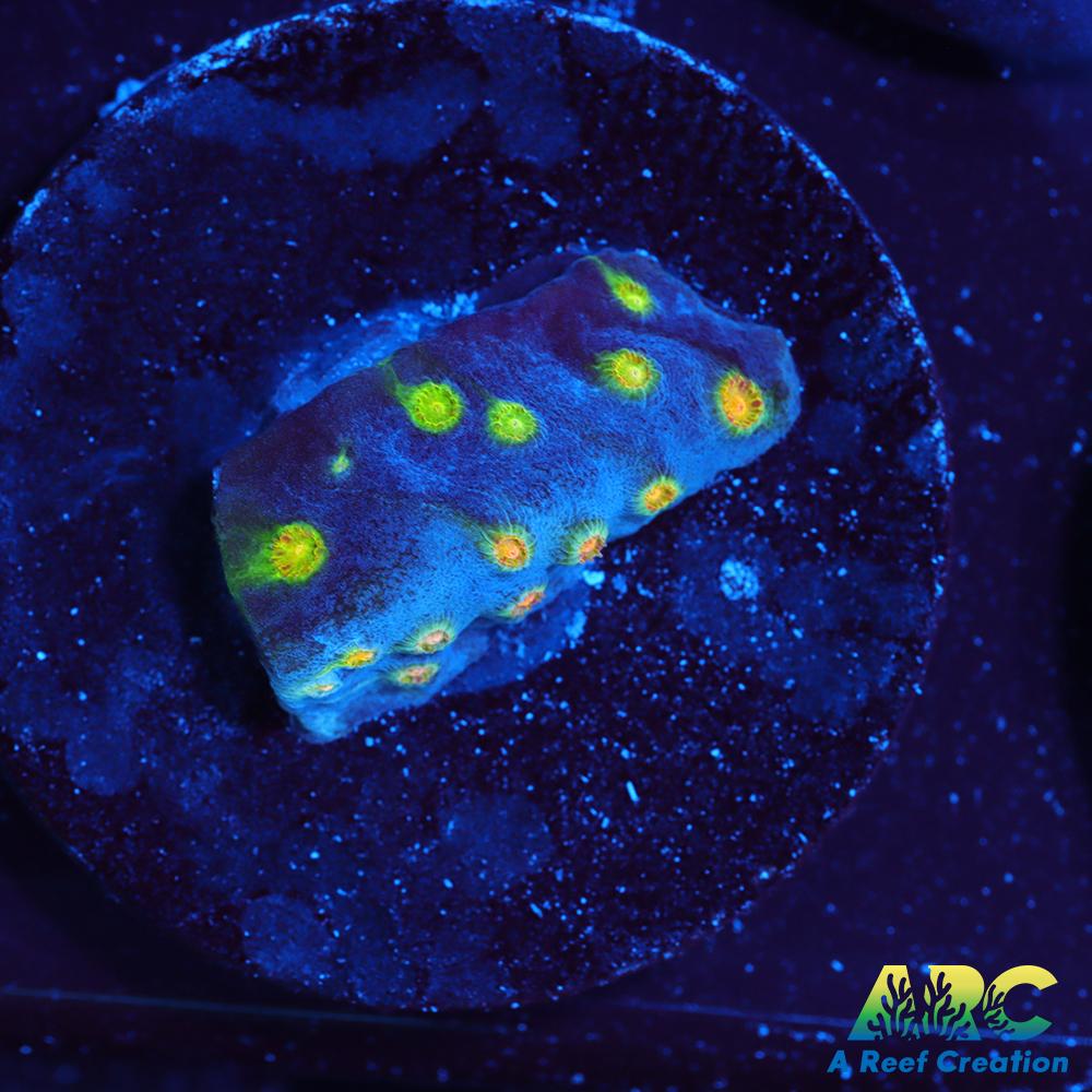 ARC Zombie Eyes Cyphastrea