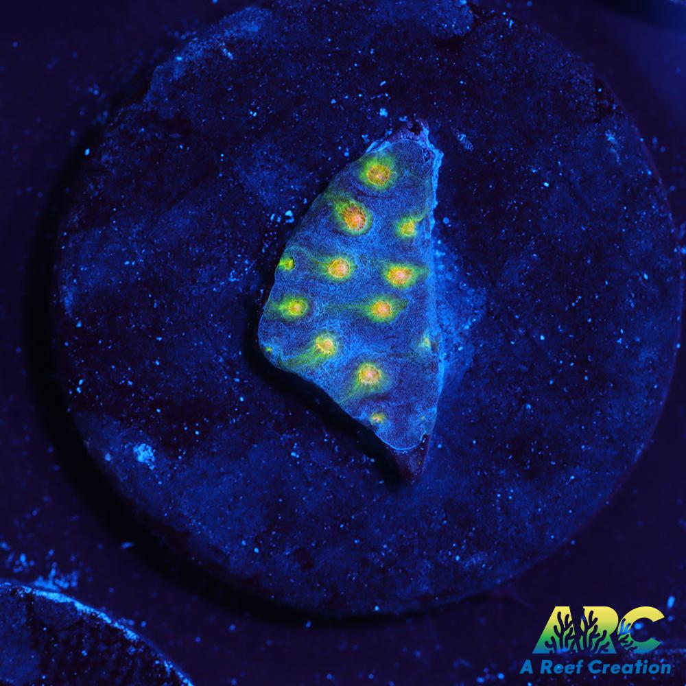 ARC Zombie Eyes Cyphastrea