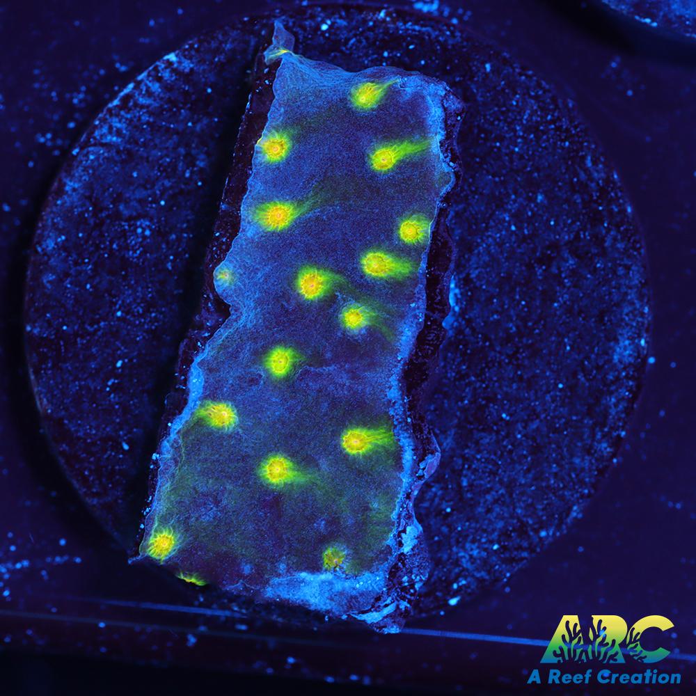 ARC Monet's Madness Cyphastrea