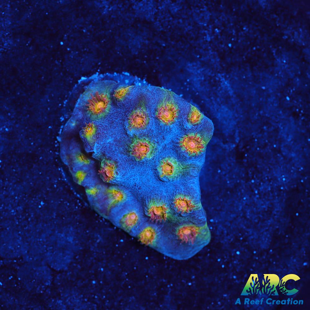 ARC Zombie Eyes Cyphastrea