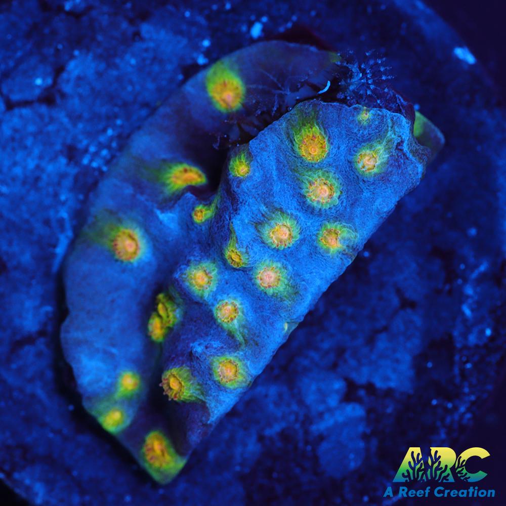 ARC Zombie Eyes Cyphastrea