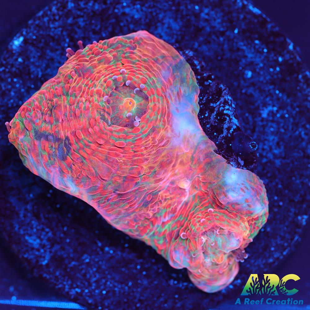 ARC Watercolor Chalice