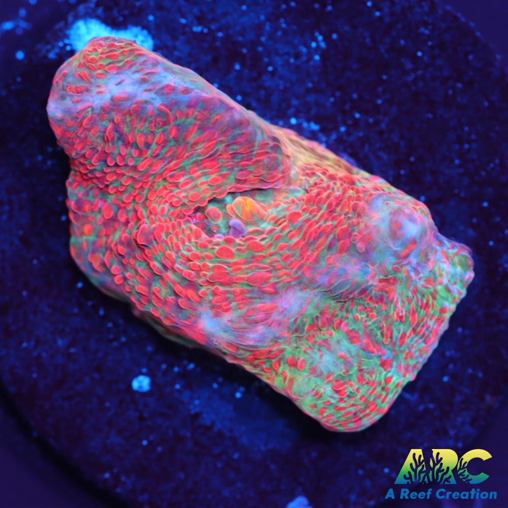 ARC Watercolor Chalice