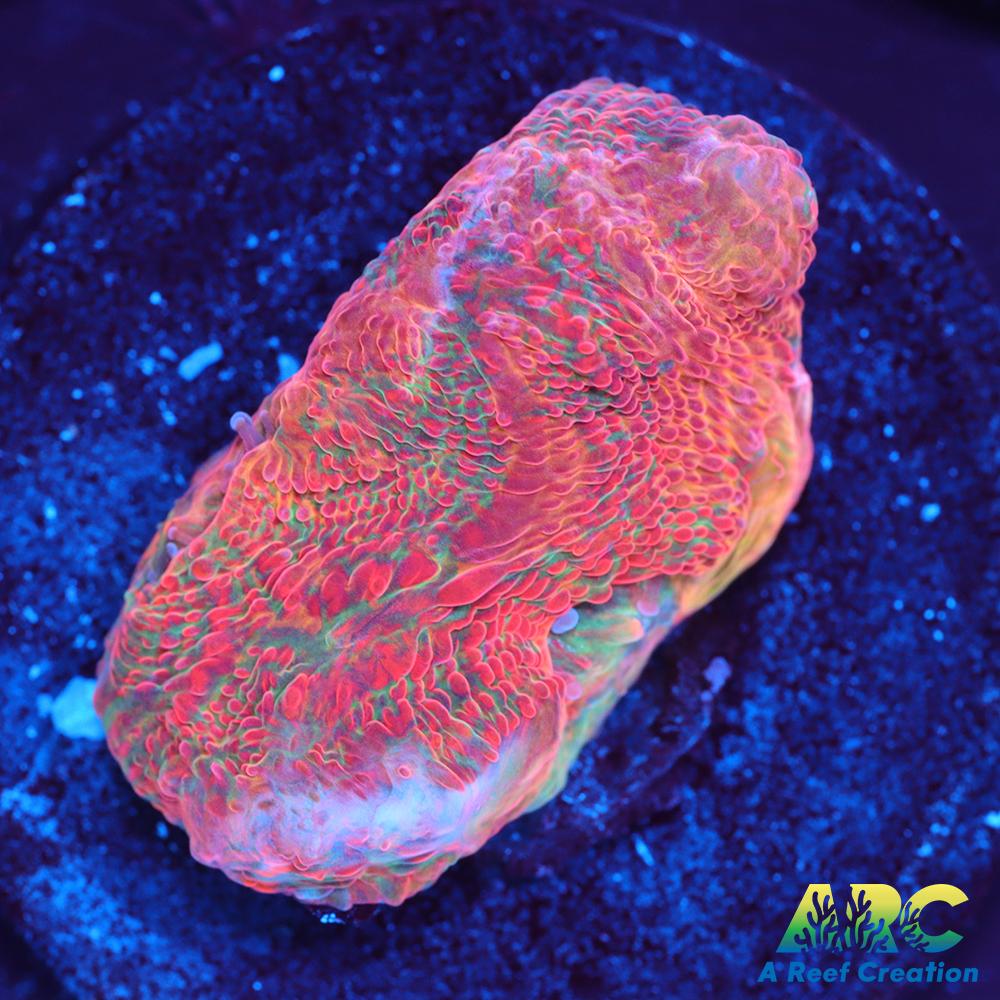 ARC Watercolor Chalice