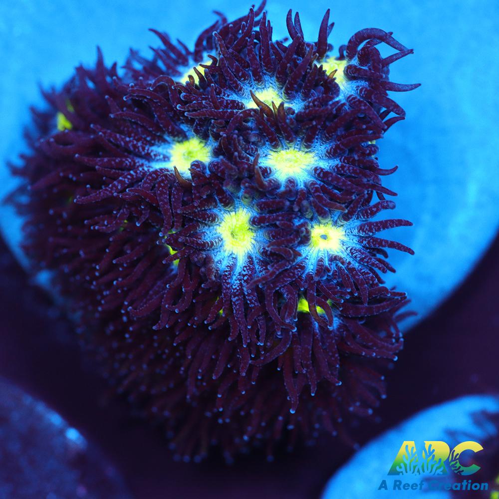 ARC Blueberry Leptastrea