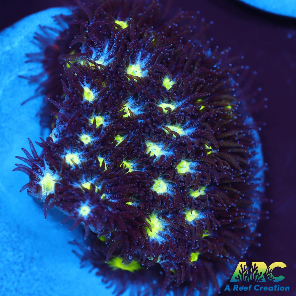 ARC Blueberry Leptastrea