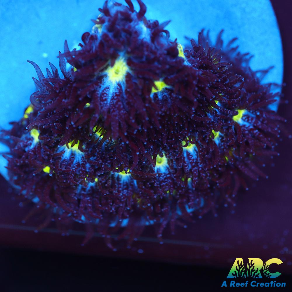 ARC Blueberry Leptastrea