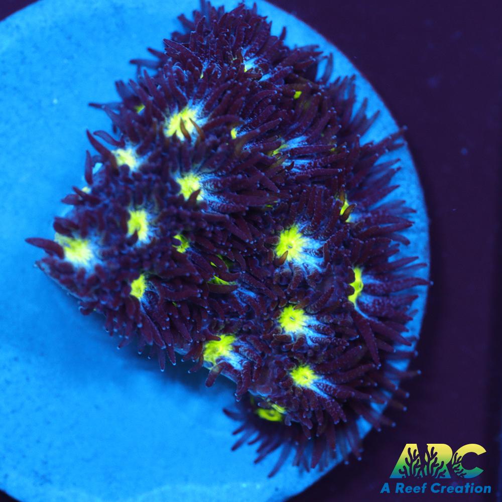 ARC Blueberry Leptastrea