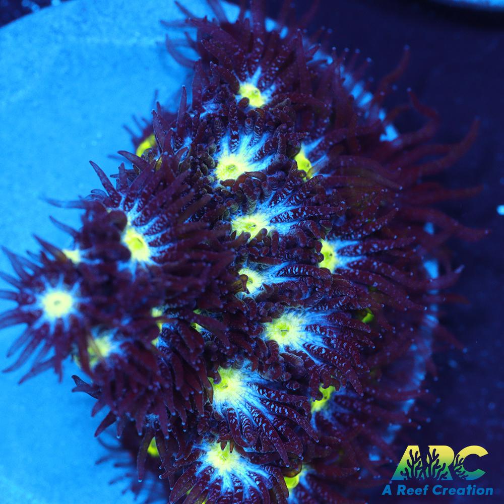 ARC Blueberry Leptastrea