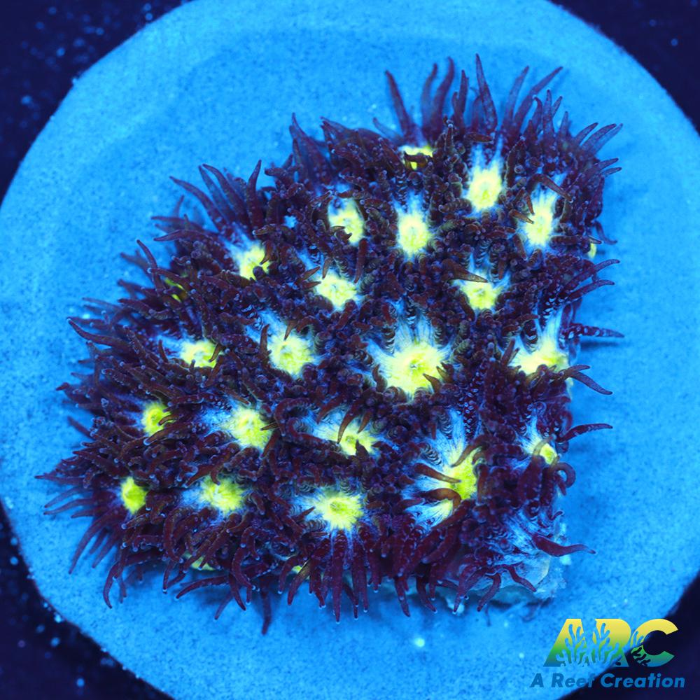 ARC Blueberry Leptastrea