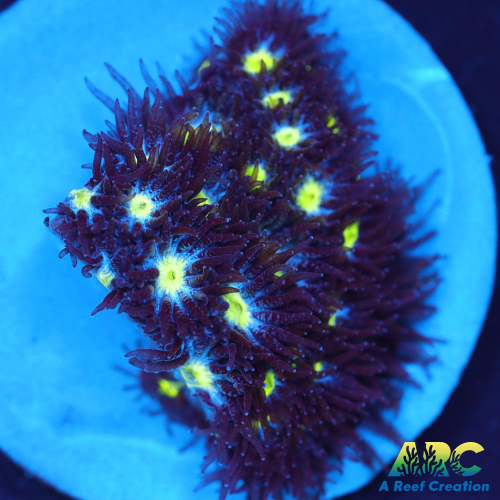 ARC Blueberry Leptastrea