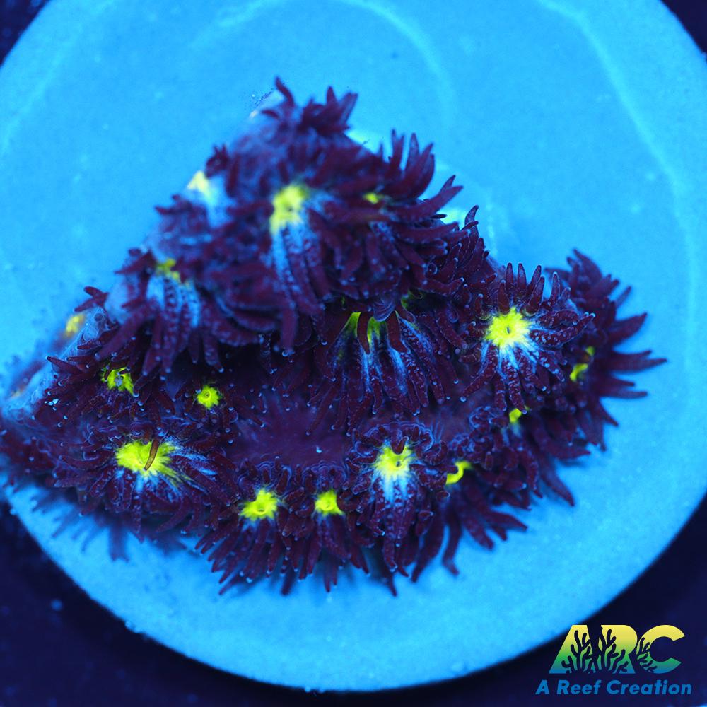 ARC Blueberry Leptastrea