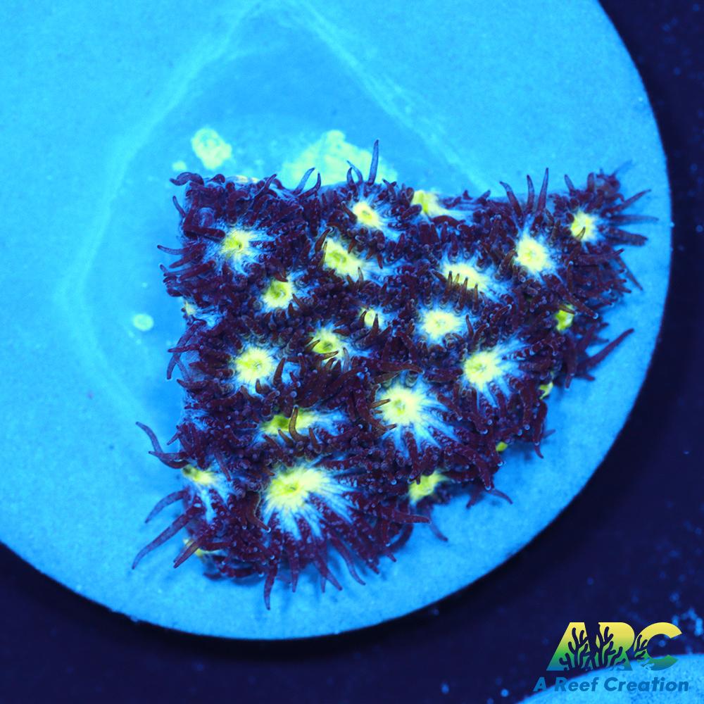 ARC Blueberry Leptastrea