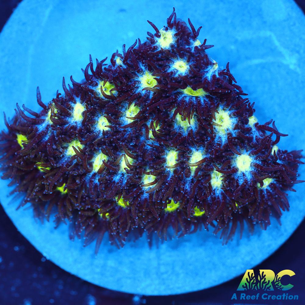 ARC Blueberry Leptastrea