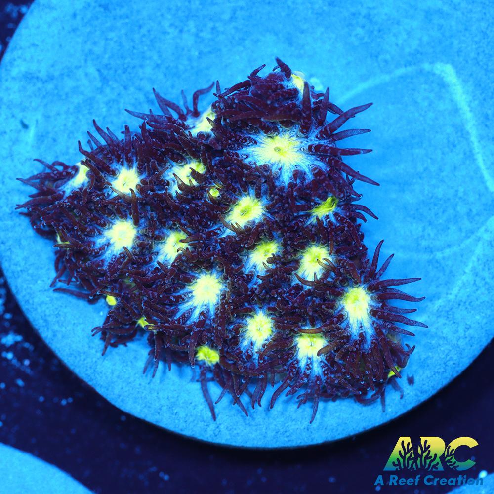 ARC Blueberry Leptastrea