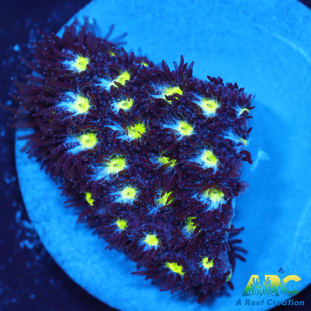 ARC Blueberry Leptastrea