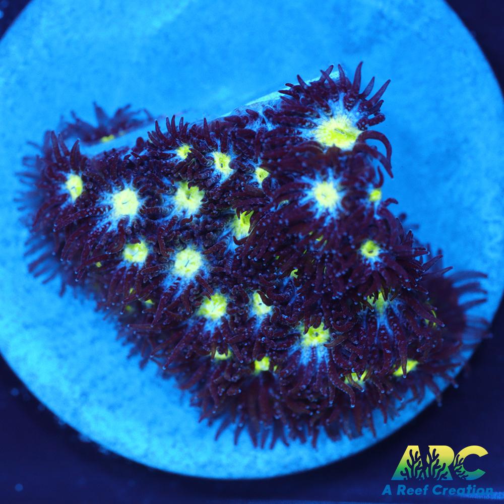 ARC Blueberry Leptastrea