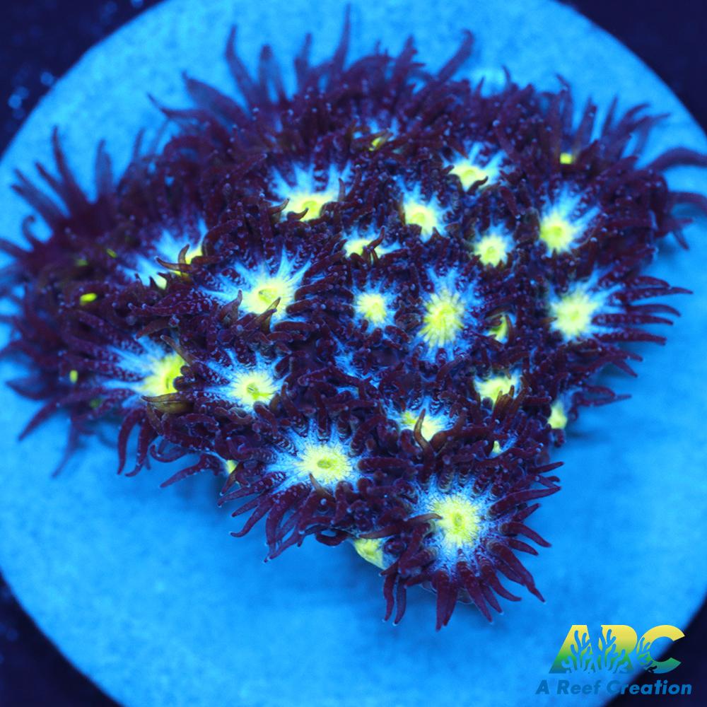 ARC Blueberry Leptastrea