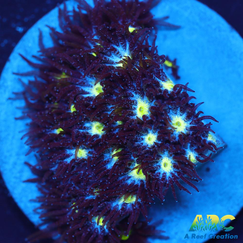 ARC Blueberry Leptastrea