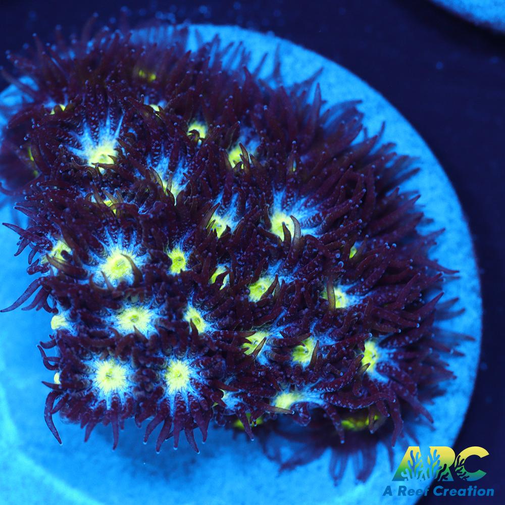 ARC Blueberry Leptastrea