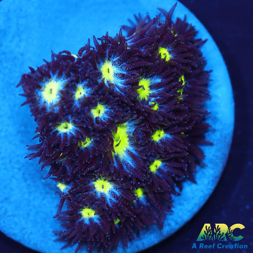 ARC Blueberry Leptastrea
