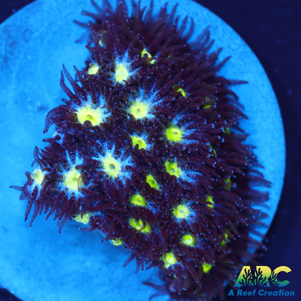 ARC Blueberry Leptastrea