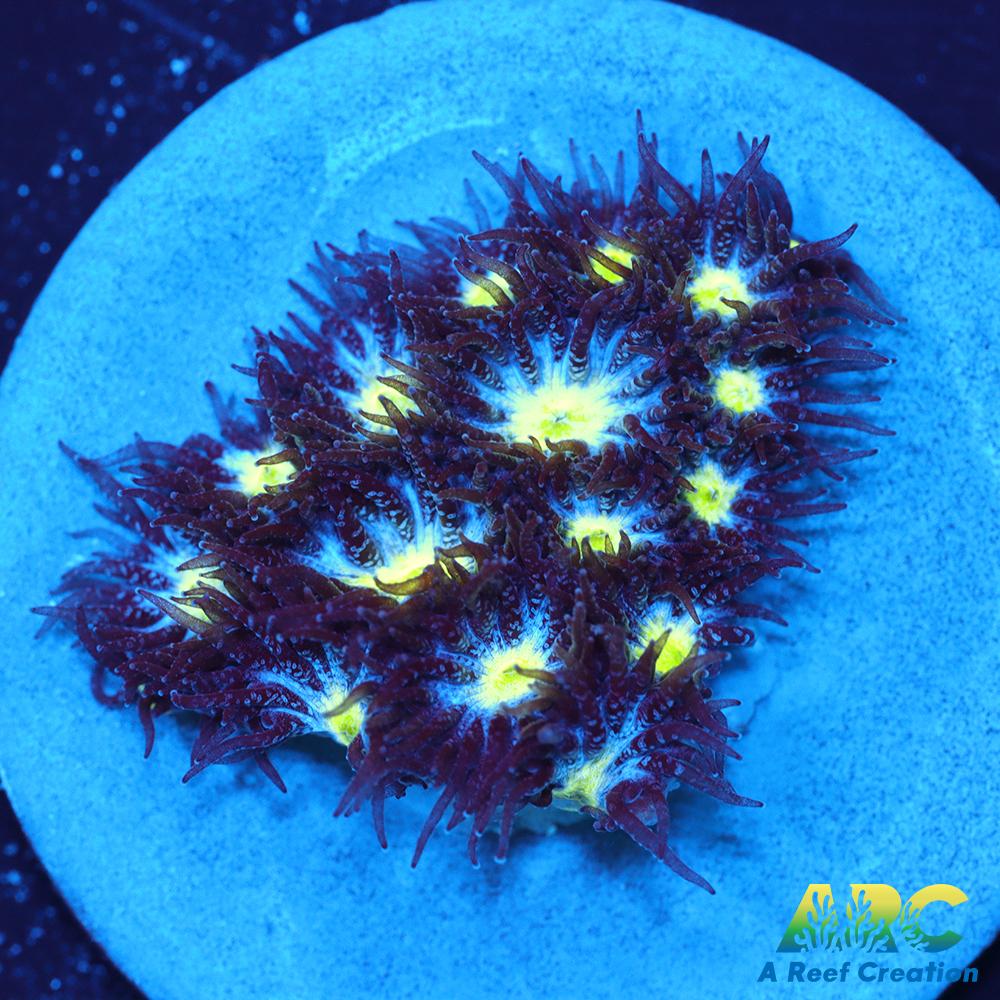 ARC Blueberry Leptastrea