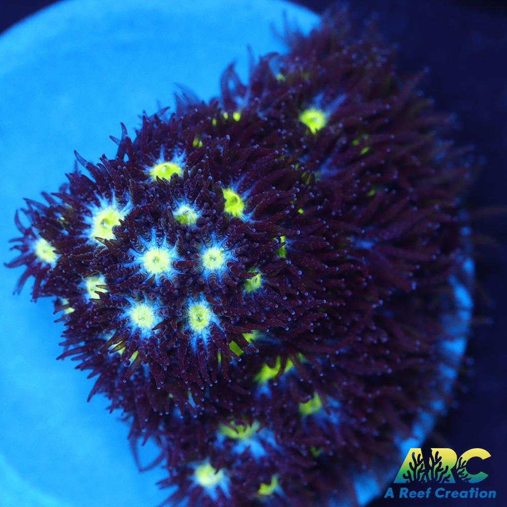 ARC Blueberry Leptastrea