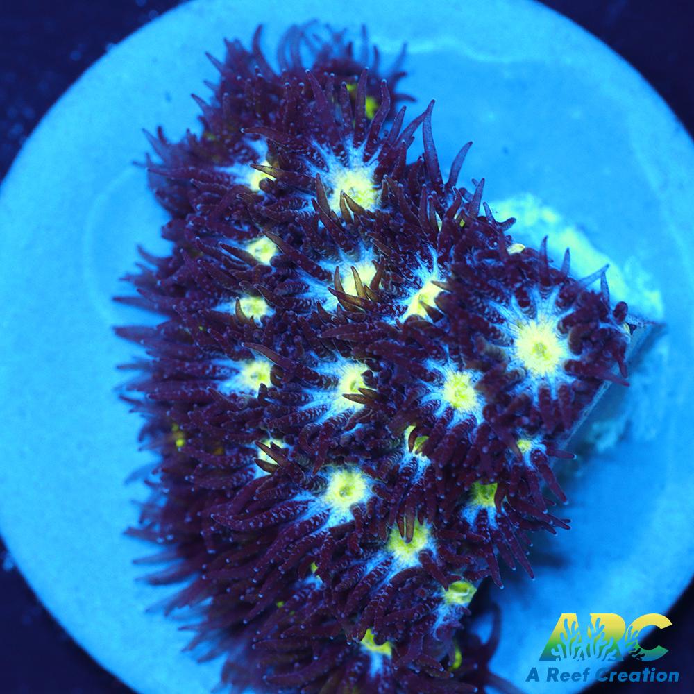 ARC Blueberry Leptastrea