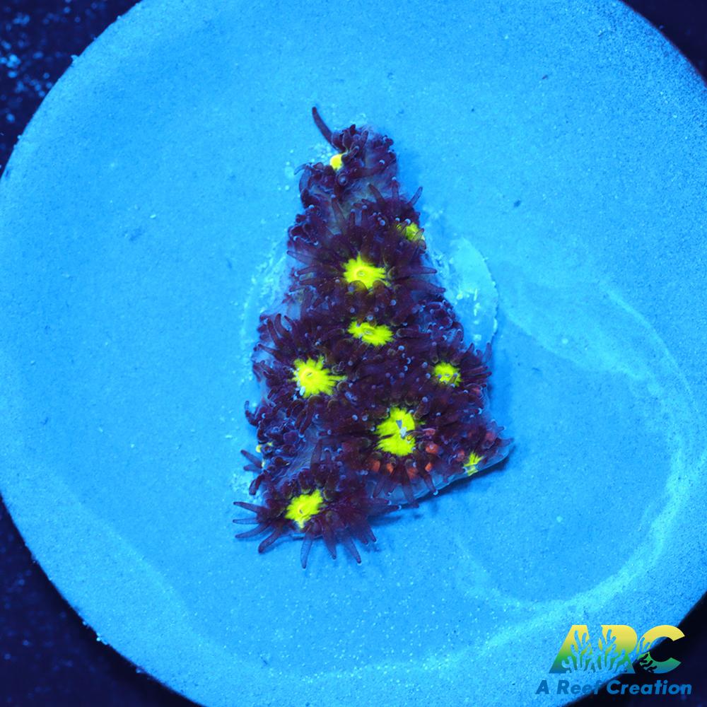 ARC Blueberry Leptastrea