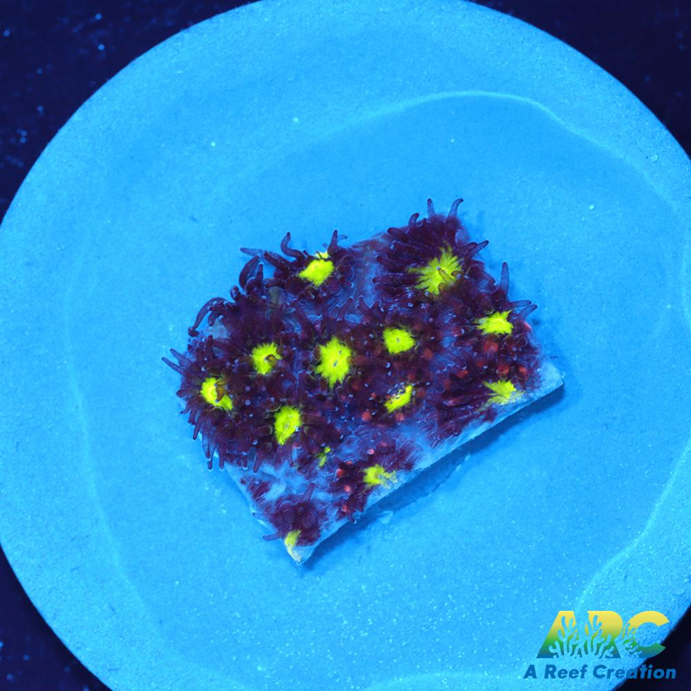 ARC Blueberry Leptastrea