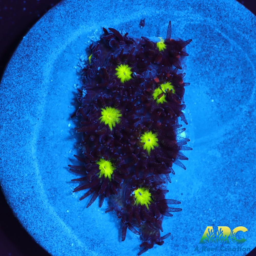 ARC Blueberry Leptastrea