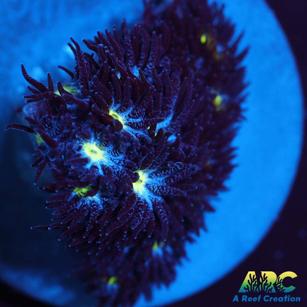 ARC Blueberry Leptastrea