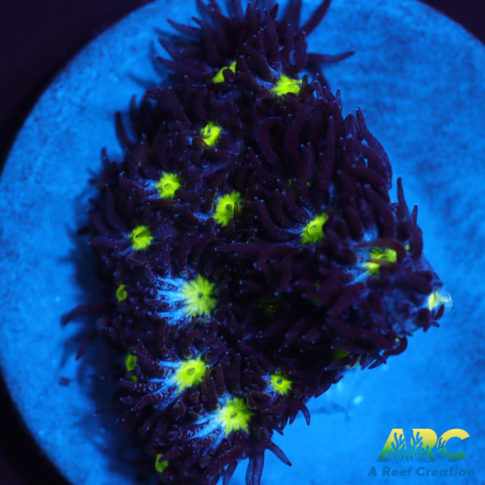 ARC Blueberry Leptastrea