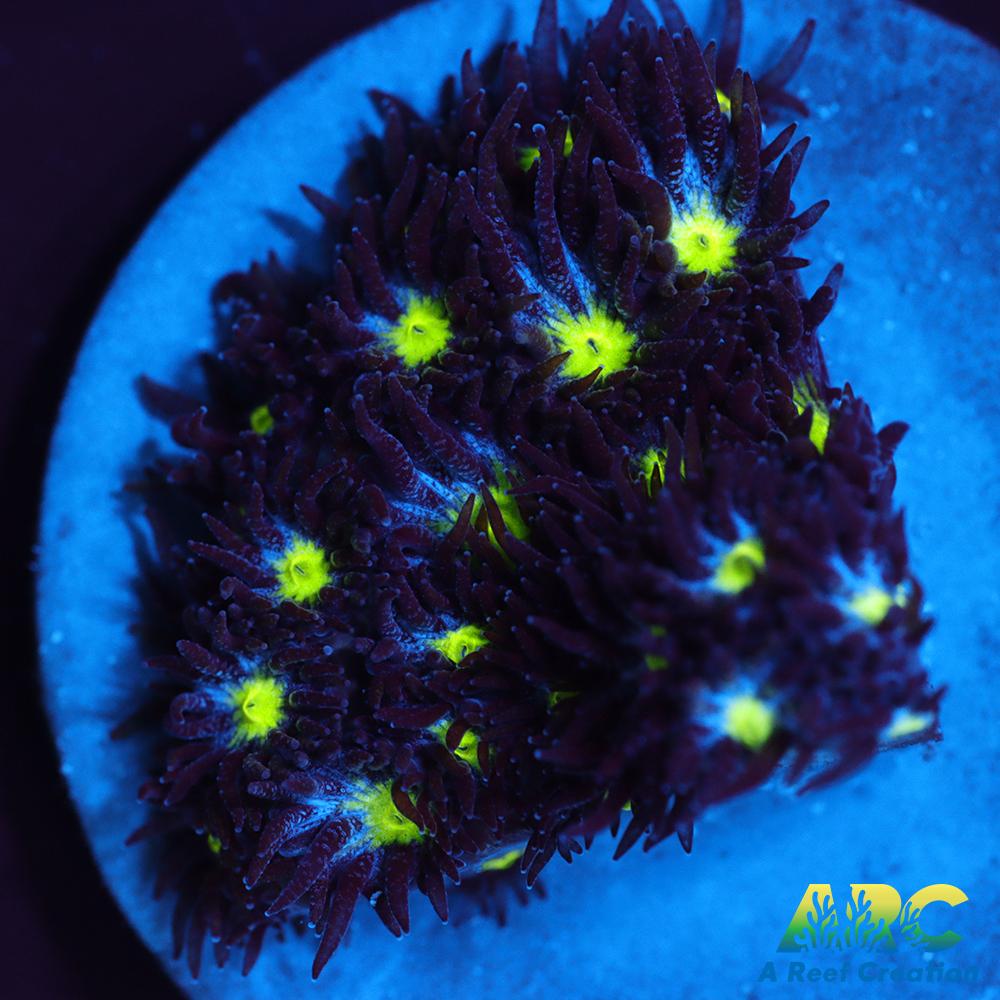 ARC Blueberry Leptastrea