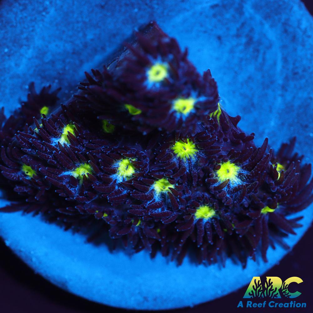 ARC Blueberry Leptastrea