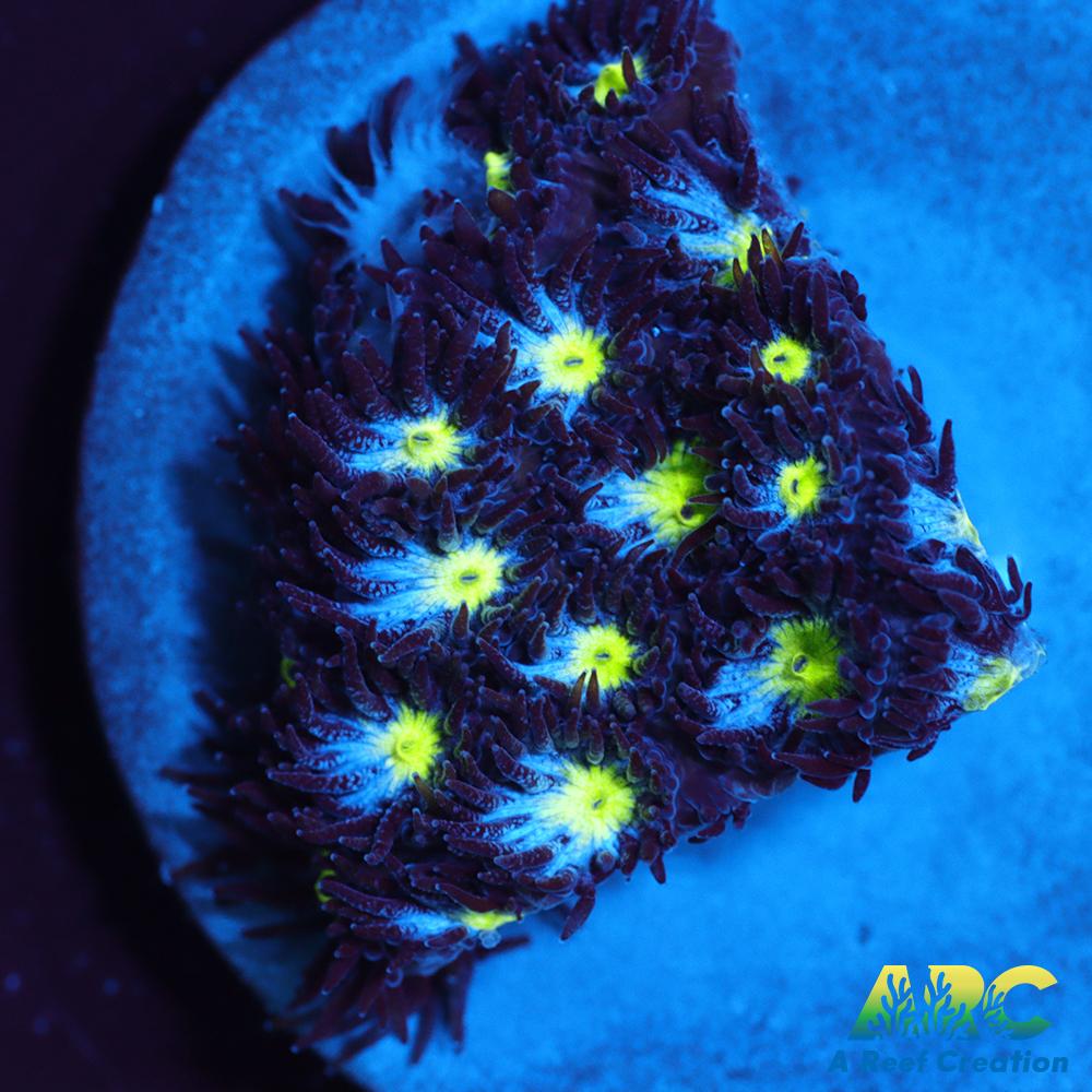 ARC Blueberry Leptastrea