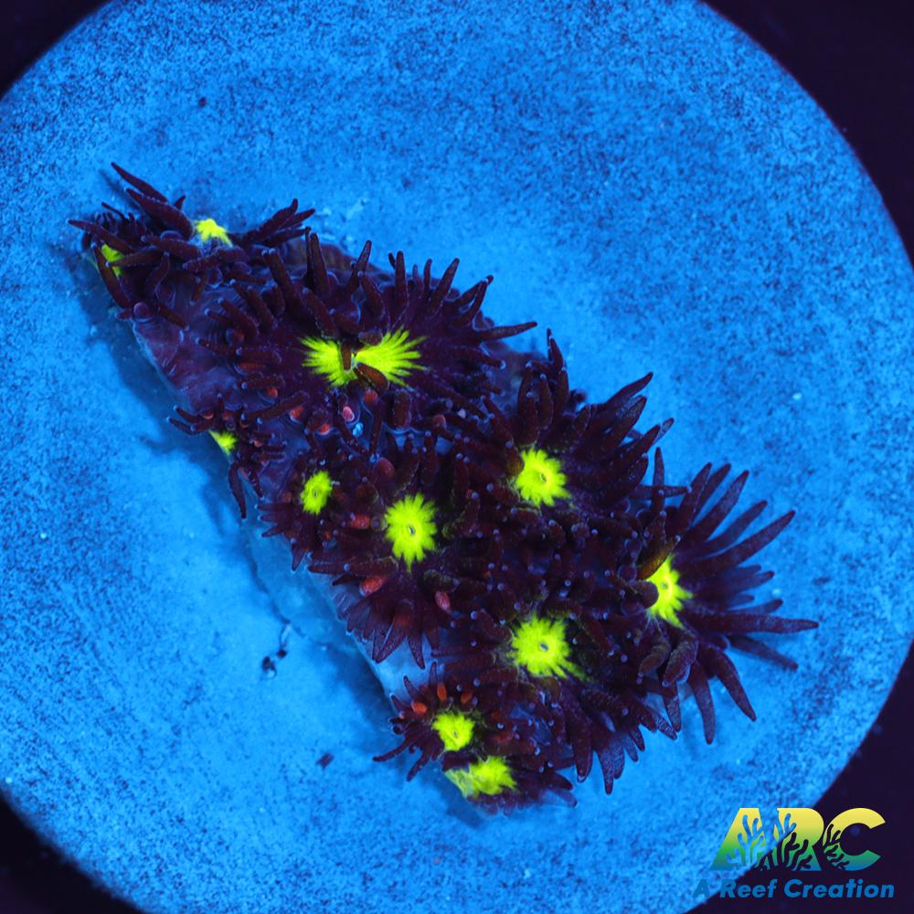 ARC Blueberry Leptastrea